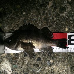 淡路島メバリング2回目