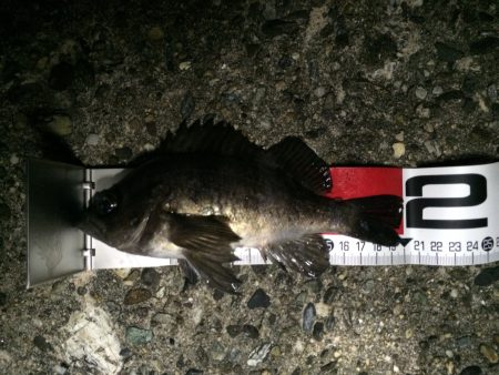 淡路島メバリング2回目