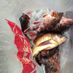 初釣り行ってきました！