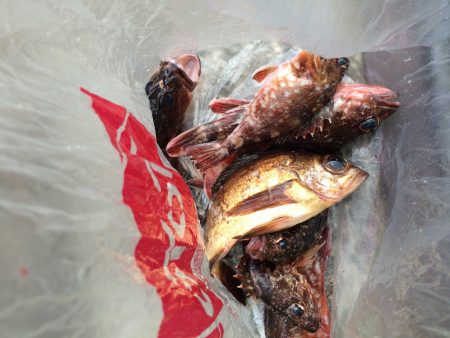 初釣り行ってきました！