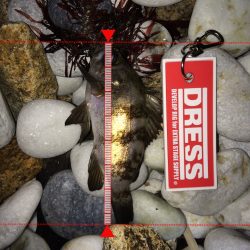 泉南サーフ渋かった‼️