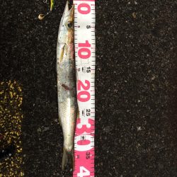 勝浦港でカマスよく釣れてます