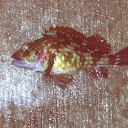 メバルと出会えず