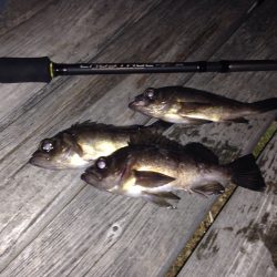 りんくうメバリング