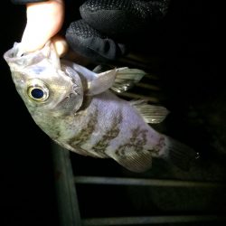 泉南メバリング