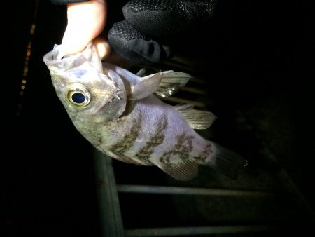 泉南メバリング