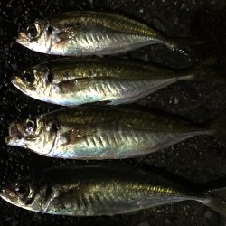 キャロアジング‼︎