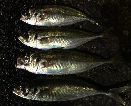 キャロアジング‼︎