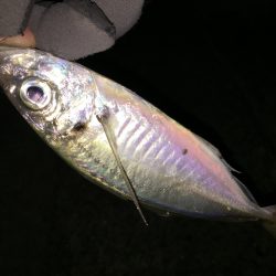 三輪崎から串本までのランガンアジング