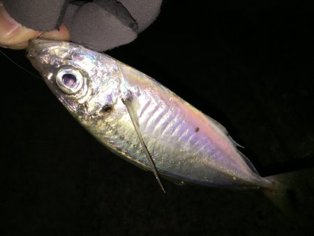 三輪崎から串本までのランガンアジング