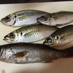 串本港　アジング釣行