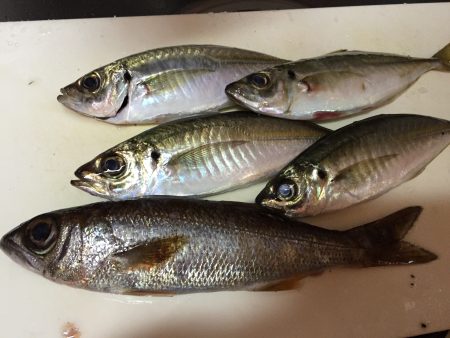 串本港　アジング釣行