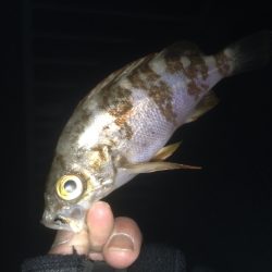 大蔵海岸　短時間のメバリング釣行(´･Д･)」