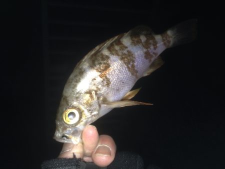 大蔵海岸　短時間のメバリング釣行(´･Д･…