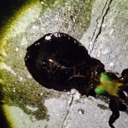 白浜周辺　エギングのアオリイカは出だし好調