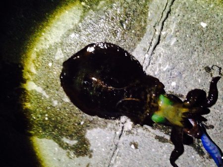 白浜周辺　エギングのアオリイカは出だし好調…