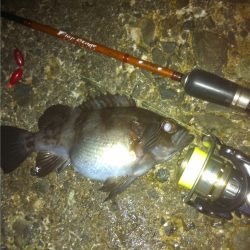 淡路へ初釣り、メバリングで楽しみました