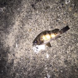 岡田浦漁港　風裏狙いのメバリング釣行