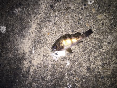 岡田浦漁港　風裏狙いのメバリング釣行