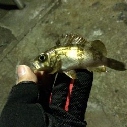 メバル・ガシラ調査のため漁港ランガン