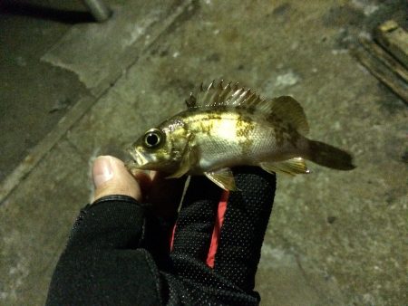 メバル・ガシラ調査のため漁港ランガン