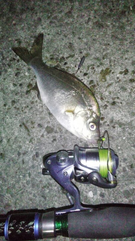 今年の初フィッシュは・・・