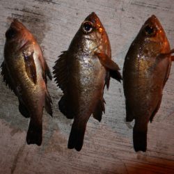 アタリ単発の超激シブ