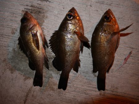 アタリ単発の超激シブ