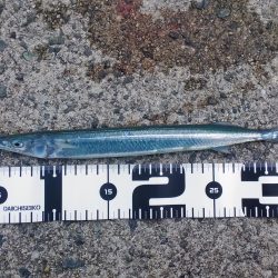 舞子の冬の釣り、風物詩のサヨリをGET!