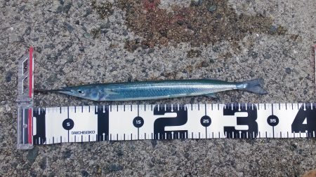 舞子の冬の釣り、風物詩のサヨリをGET！