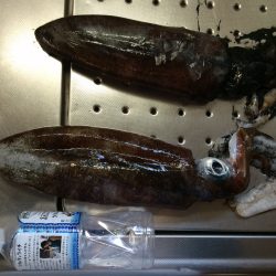 市江地磯でのヤエン釣行