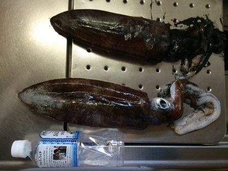 市江地磯でのヤエン釣行