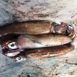 泊まり込み南紀釣行１日目