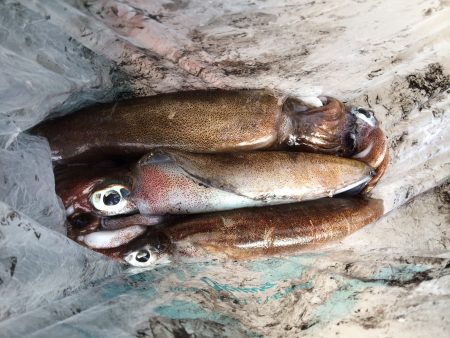 泊まり込み南紀釣行１日目