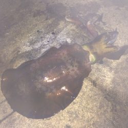 泊まり込み釣行２日目はアオリ＆タコ