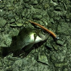 加太でのメバリングは激渋(>_<)