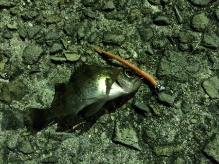 加太でのメバリングは激渋(>_<…