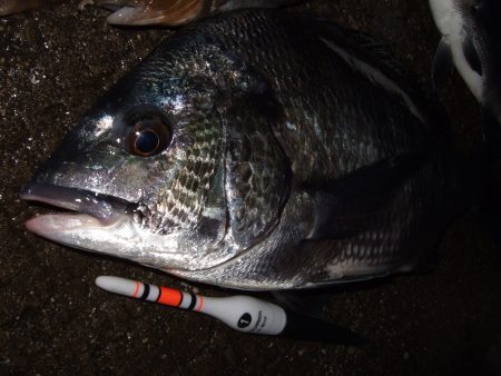 夕方の1時間に,チヌ3匹とアイナメ!