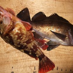 西中島埠頭　アタリ４回でメバル＆ガシラ