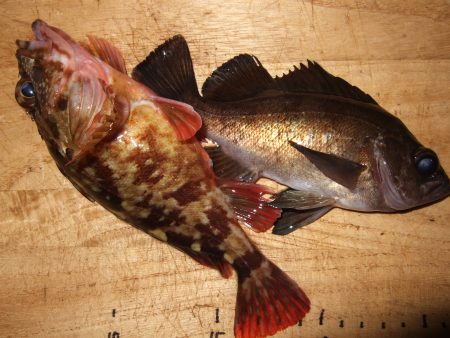 西中島埠頭　アタリ４回でメバル＆ガシラ