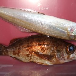 小ガッシー、こメバルが遊んでくれました。