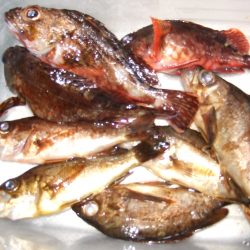 メバル狙いで淡路島。