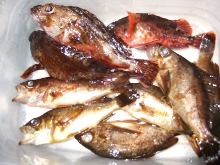 メバル狙いで淡路島。