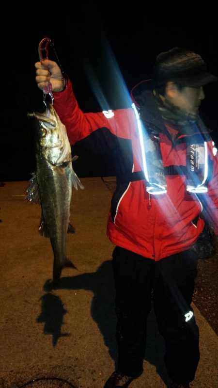 メバリングでしたがシーバスゲット