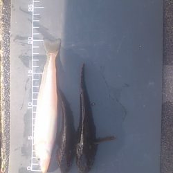 明石新波止場で良型キスをGeｔ