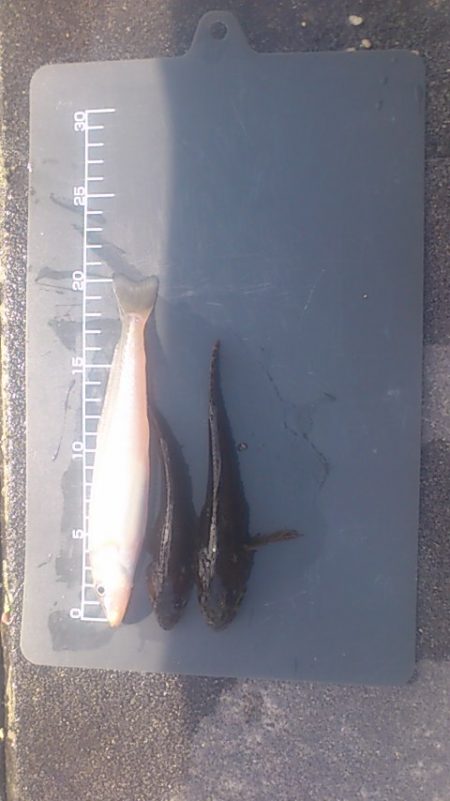 明石新波止場で良型キスをGeｔ