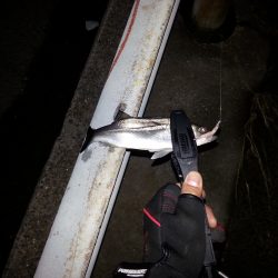 南港・堺周辺でセイゴ君が相手してくれました。