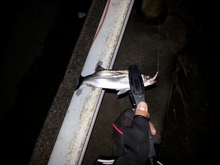 南港・堺周辺でセイゴ君が相手してくれました。