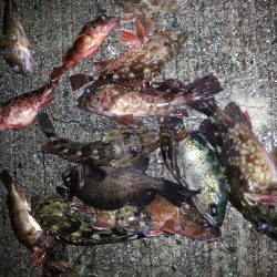 比井漁港　爆風ロック調査！