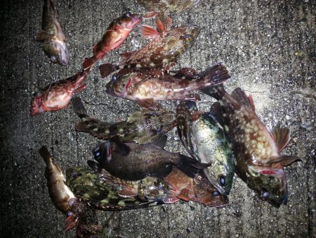 比井漁港　爆風ロック調査！